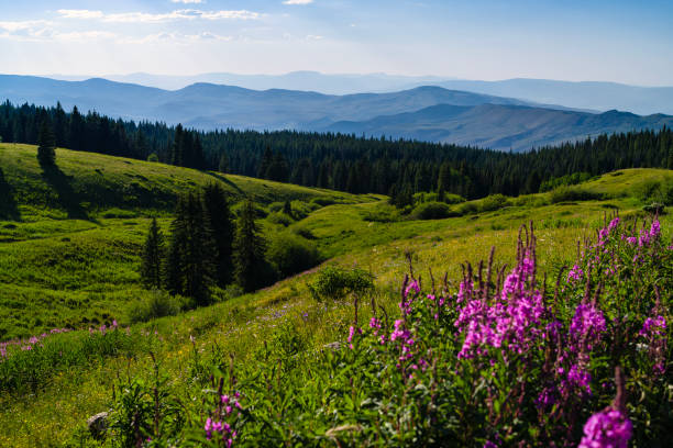 Pink Vibrant Fireweed Wildflowers in Mountain Meadow - Scenic landscape with views of pink/magenta colored wildflowers and mountain views toward the end of summer in the mountains. layers of pink and green with other colorful wildflowers mixed in. A summer mountain landscape up high at altitude.