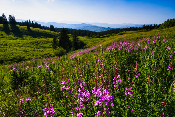 Pink Vibrant Fireweed Wildflowers in Mountain Meadow - Scenic landscape with views of pink/magenta colored wildflowers and mountain views toward the end of summer in the mountains. layers of pink and green with other colorful wildflowers mixed in. A summer mountain landscape up high at altitude.