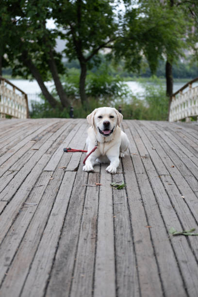 Labrador Retriever enjoying Central Park