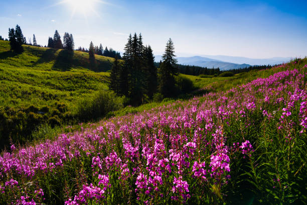 Pink Vibrant Fireweed Wildflowers in Mountain Meadow - Scenic landscape with views of pink/magenta colored wildflowers and mountain views toward the end of summer in the mountains. layers of pink and green with other colorful wildflowers mixed in. A summer mountain landscape up high at altitude.