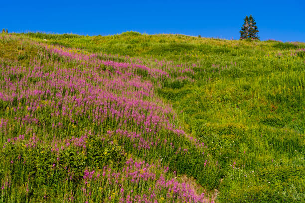 Pink Vibrant Fireweed Wildflowers in Mountain Meadow - Scenic landscape with views of pink/magenta colored wildflowers and mountain views toward the end of summer in the mountains. layers of pink and green with other colorful wildflowers mixed in. A summer mountain landscape up high at altitude.