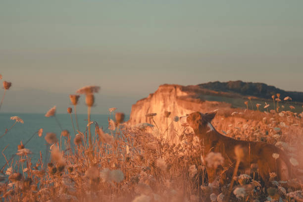 Normandy