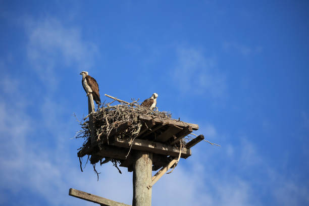 istock Bird of prey Osprey 2165597001