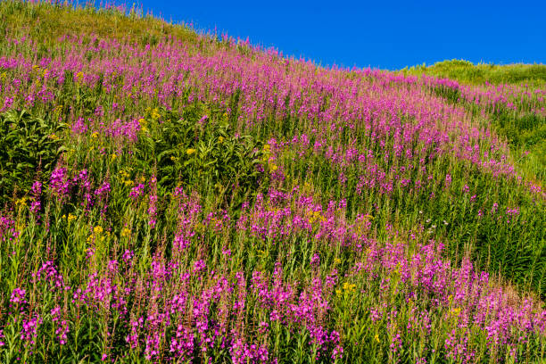 Pink Vibrant Fireweed Wildflowers in Mountain Meadow - Scenic landscape with views of pink/magenta colored wildflowers and mountain views toward the end of summer in the mountains. layers of pink and green with other colorful wildflowers mixed in. A summer mountain landscape up high at altitude.