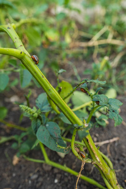 istock Fresh Green Chilies Growing on Vibrant Plants in a Sunny Garden Setting 2165598144