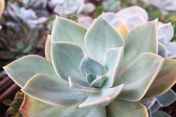istock One large succulent, top view. Echeveria rosette for publication, poster, calendar, post, screensaver, wallpaper, postcard, banner, cover, website. High quality photo 2165598763