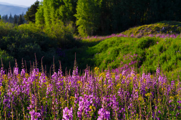 Pink Vibrant Fireweed Wildflowers in Mountain Meadow - Scenic landscape with views of pink/magenta colored wildflowers and mountain views toward the end of summer in the mountains. layers of pink and green with other colorful wildflowers mixed in. A summer mountain landscape up high at altitude.