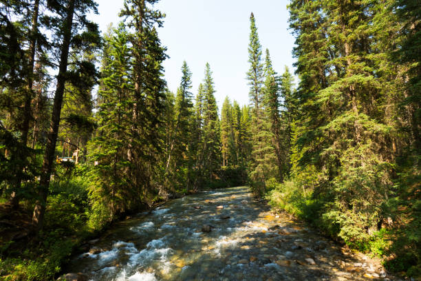 Scenic view along the riverside path of Johnston Canyon