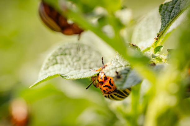 Colorado Potato Beetle Crawling on Leaf in a Garden During Late Summer.