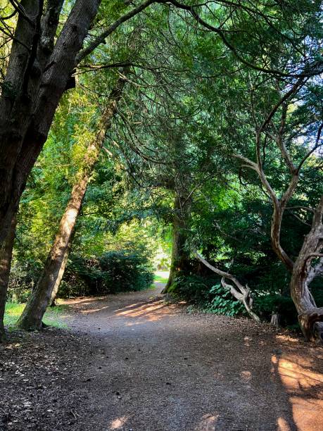 istock Path in the forest with trees on the ground and sunlight in summer 2165601580