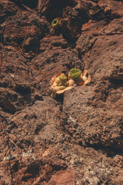 Madeira Island