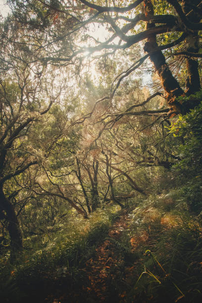 istock Scenic views while hiking on Madeira Island pathways 2165602249