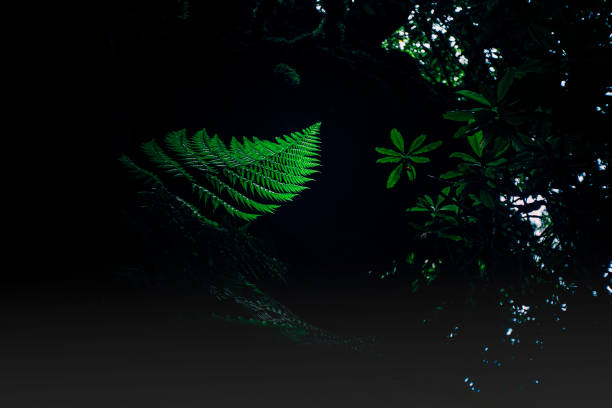 Madeira Island