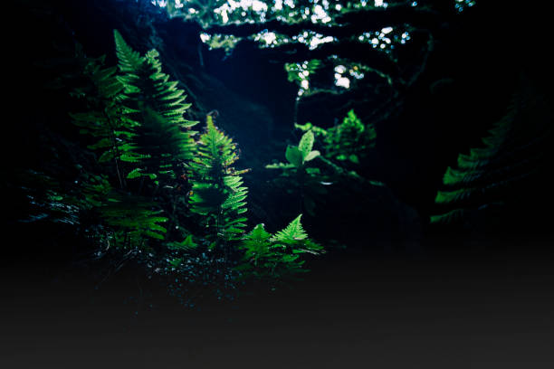 istock Scenic views while hiking on Madeira Island pathways 2165602298
