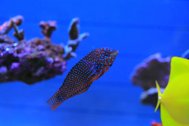 istock Ornate Leopard Wrasse - (Macropharyngodon ornatus) 2165602551
