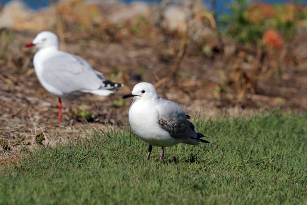 istock Two silver gull seagull birds standing in a coastal park 2165608950