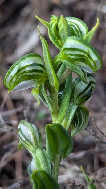 istock Banded greenhood orchid 2165610040