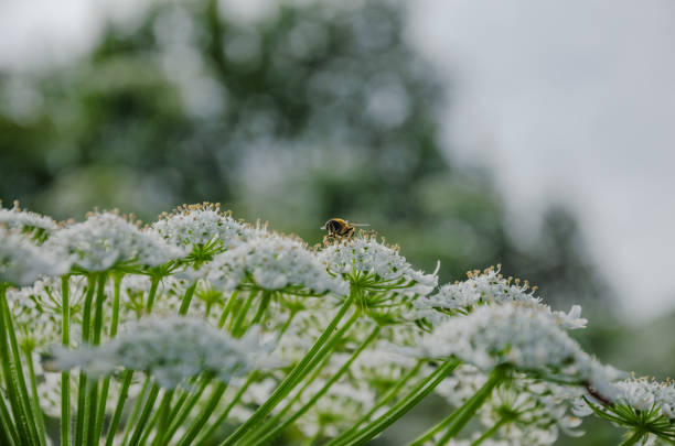 Umbelliferous plant Heracleum hogweed grows and blooms. High quality photo