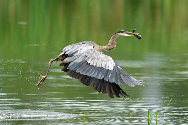 istock Heron Fishing 2165611700
