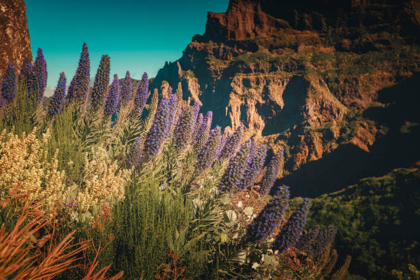 Madeira Island