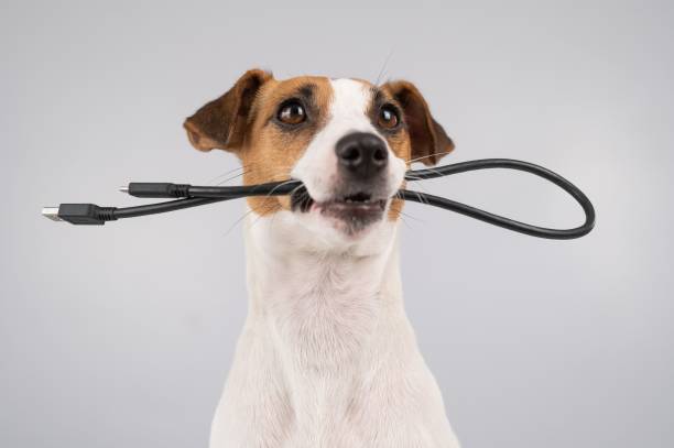 istock Dog jack russell terrier gnaws on a black usb wire on a white background. 2165613218
