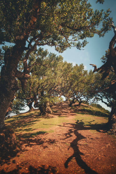 istock Hiking on Madeira Island pathways 2165614581