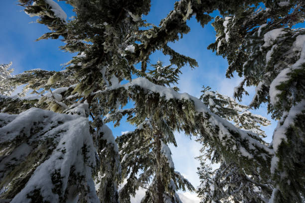 Fresh powder snow covers forest and mountains, Whistler Blackcomb