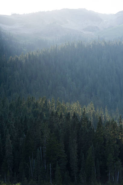 istock Sunrise through lush forest, Whistler 2165615647