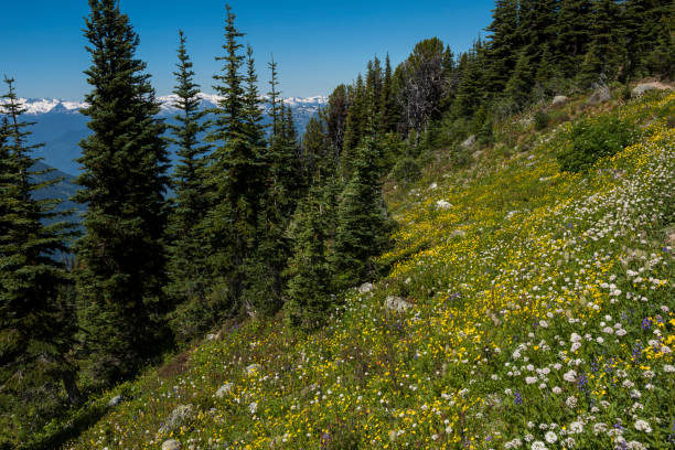 istock Mountains and forest, Whistler 2165615847
