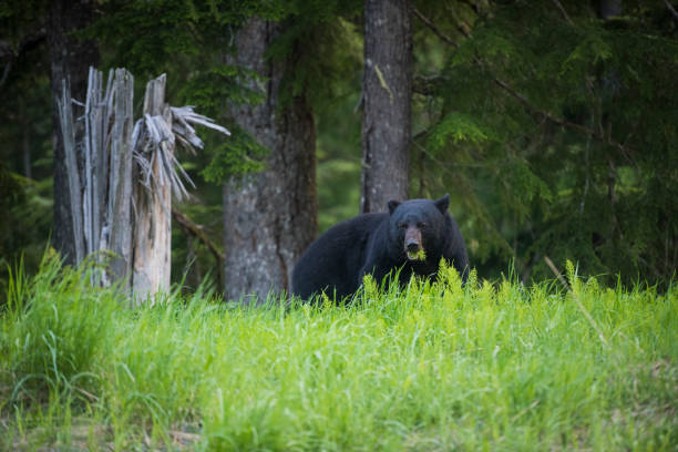 istock Black bear walks through lush meadow 2165616224