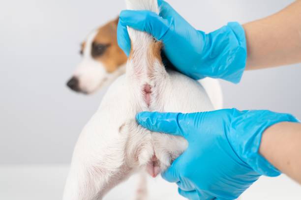 istock Veterinarian doing a rectal examination to a jack russell terrier dog. 2165620371