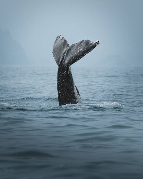 istock A humpback whale in Brazil 2165622253