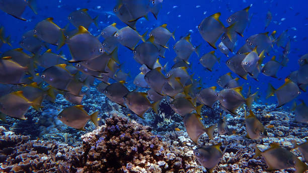 istock School of fish at a coral reef 2165622840