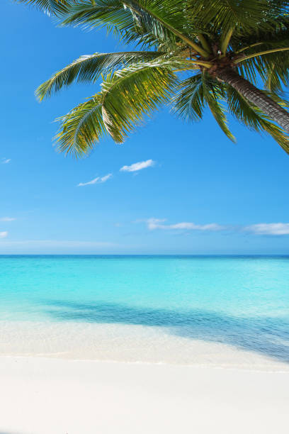 Tropical paradise beach scene for background or wallpaper