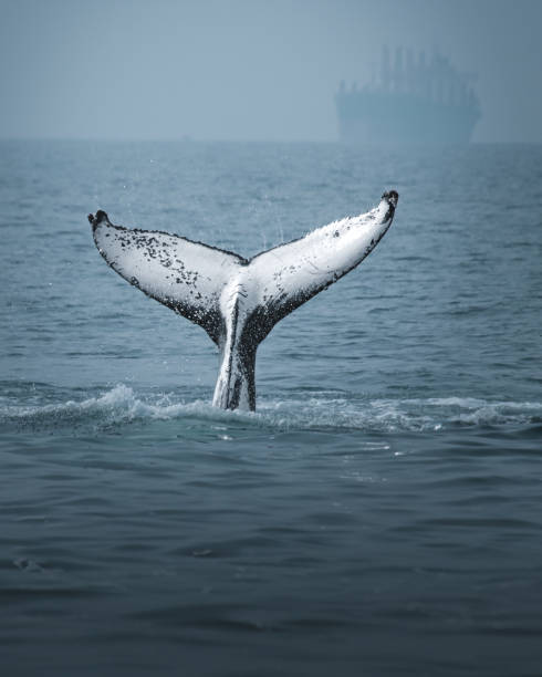 istock A humpback whale in Brazil 2165623468