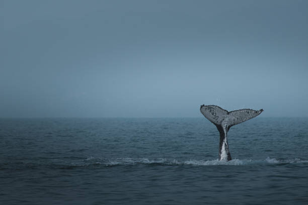 istock A humpback whale in Brazil 2165623470