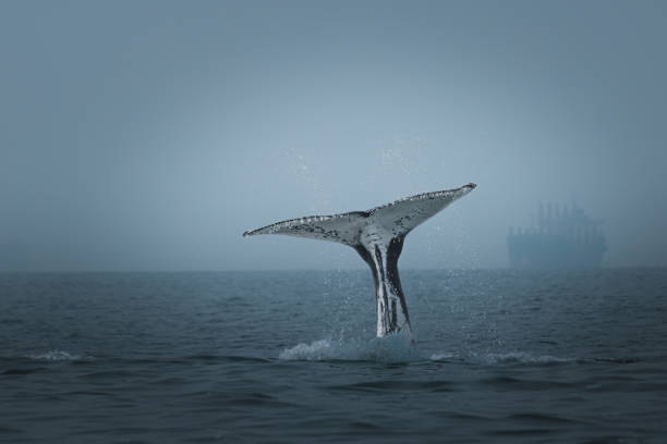 istock A humpback whale in Brazil 2165623472