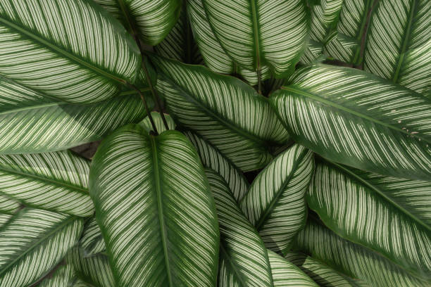 istock Green Leaves plants pattern for Nature Background. 2165623666