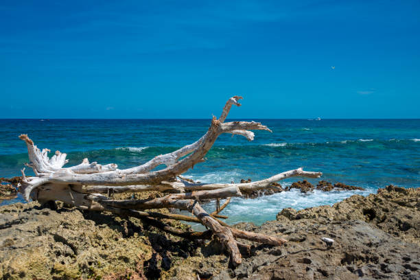 Sunny Day on a Rocky Beach in Akumal, Mexico