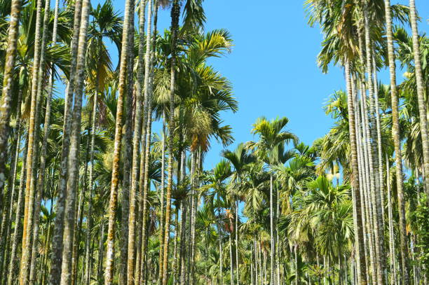 istock Tall Betel Nut Trees Growing under Clear Blue Sky in Taiwan 2165624510