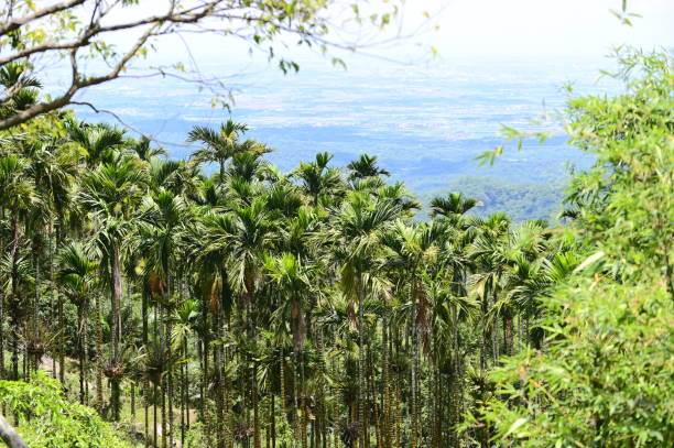 istock Betel Nut Trees on Hillside Under Sunny Sky in Taiwan 2165624896