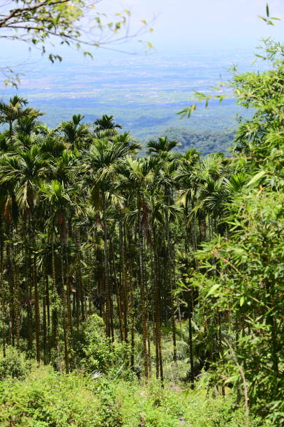 istock Betel Nut Trees on Hillside Under Sunny Sky in Taiwan 2165624962