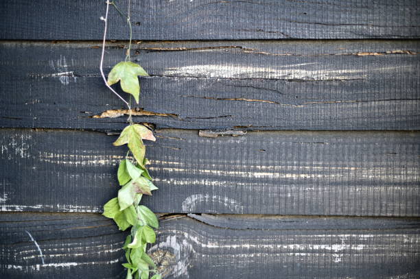 Creeper growing on an old painted wooden board wall.