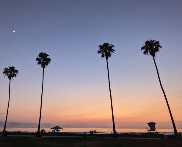 istock Palm  Trees Sunset California 2165626092