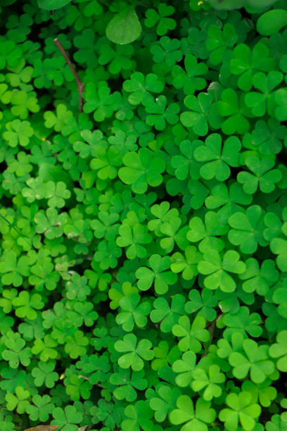 istock Four leaf clover on green shamrock background 2165626283