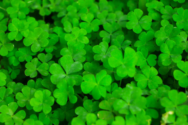 istock Four leaf clover on green shamrock background 2165626288