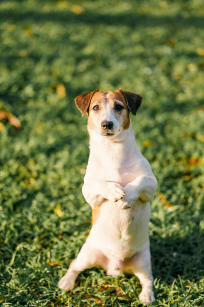 A vibrant Jack Russell Terrier in a lush green park with energy and joy, ideal for highlighting themes of active pets, outdoor fun, and the excitement of dog