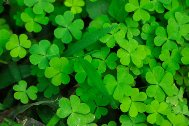 istock Four leaf clover on green shamrock background 2165626378