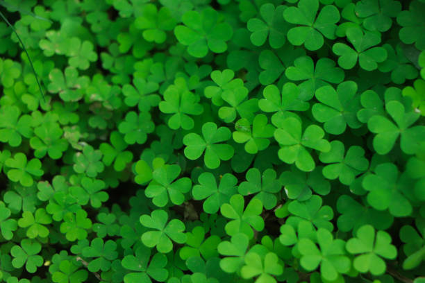 Four leaf clover on green shamrock background