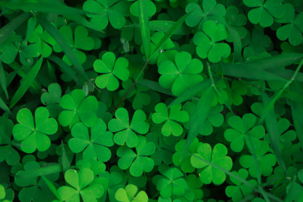 istock four leaf clover on green shamrock background 2165626467